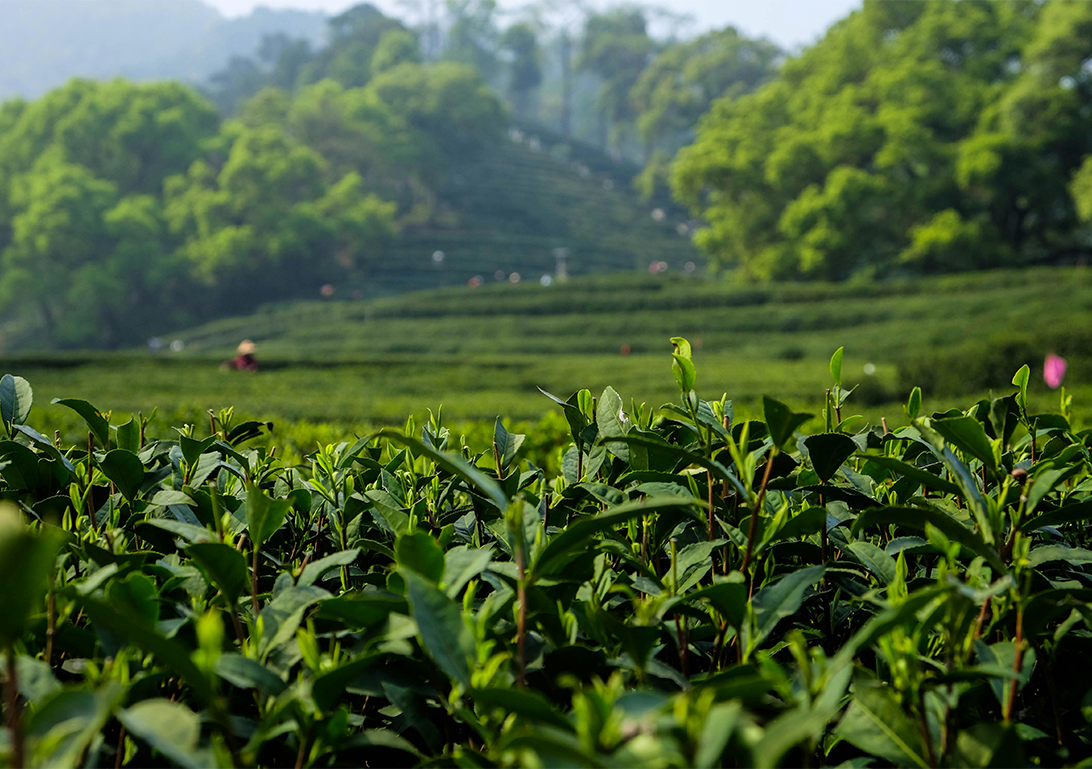 Solar Pumping Solution